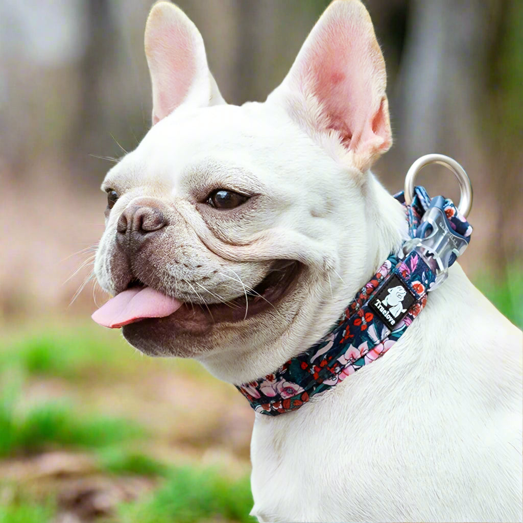 Floral Padded Pet Collar