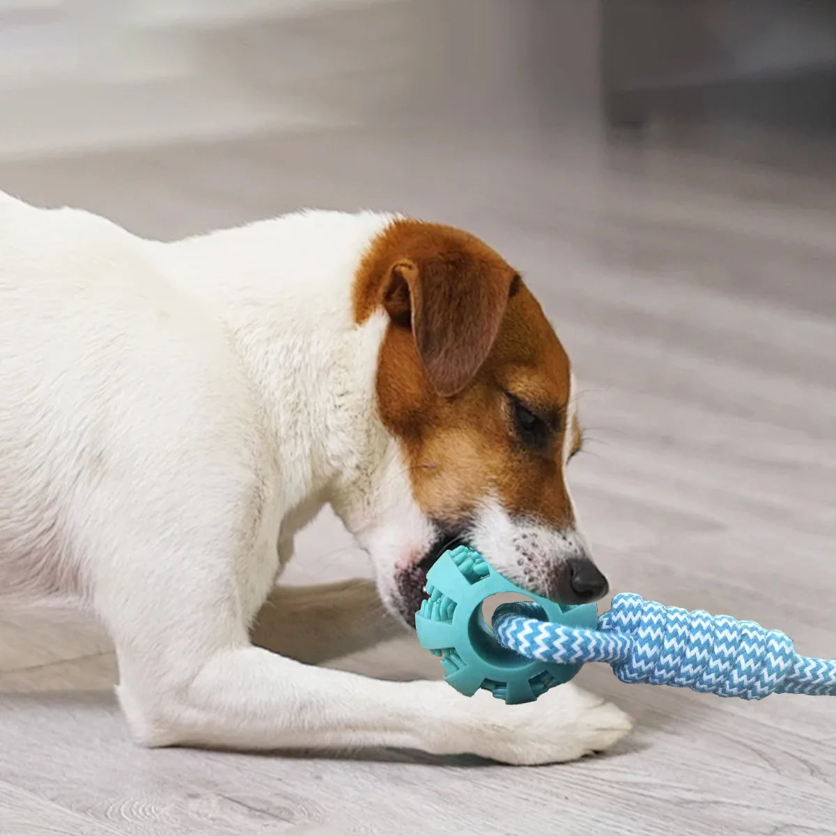 Dog Ball on Rope Toy